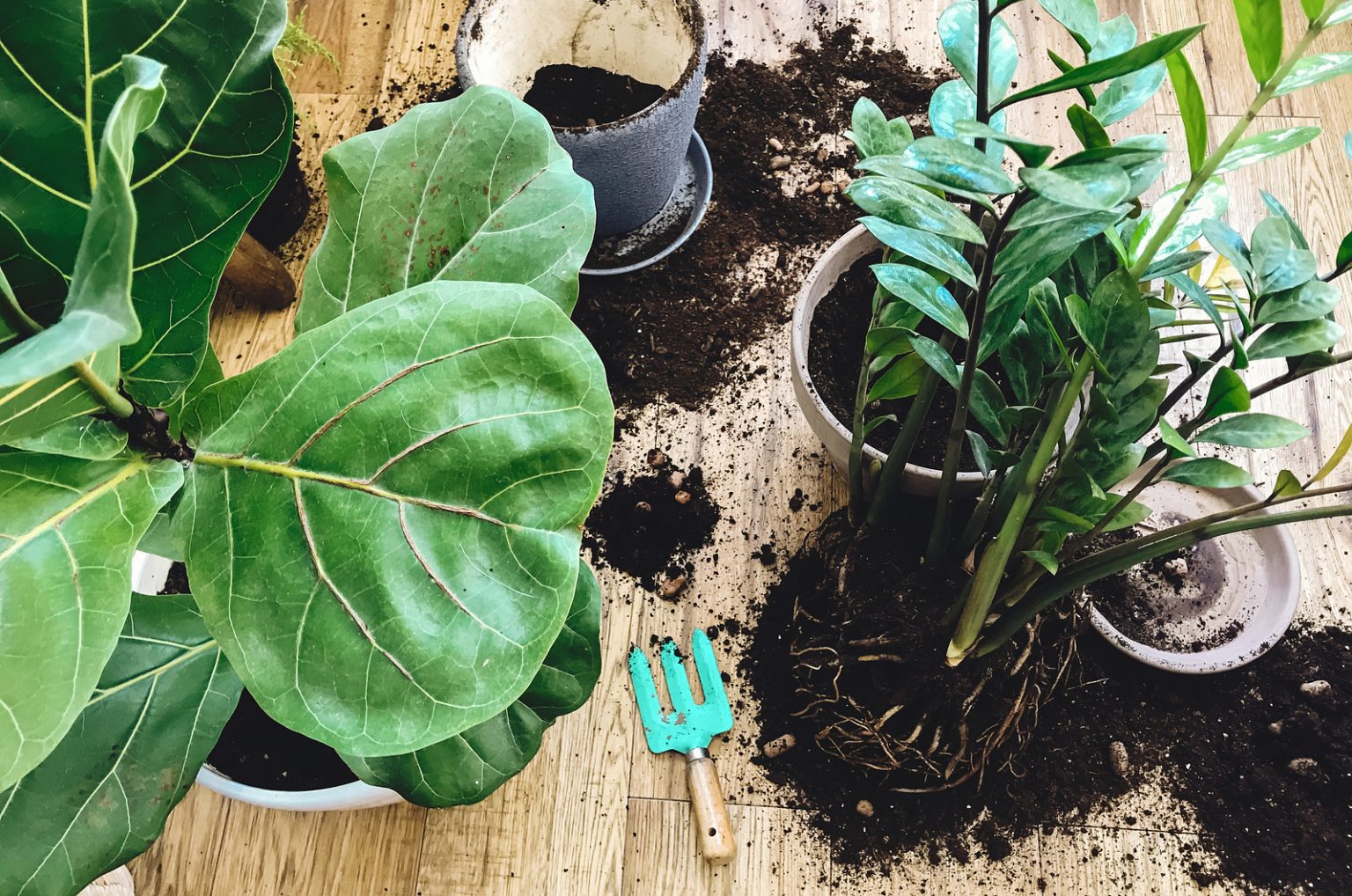 What A ZZ Plant Bulb Is And The Best Ways To Use It