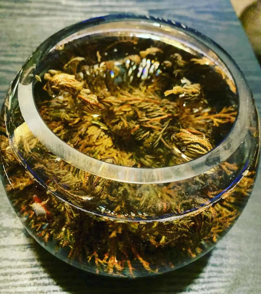 rose of Jericho in the water