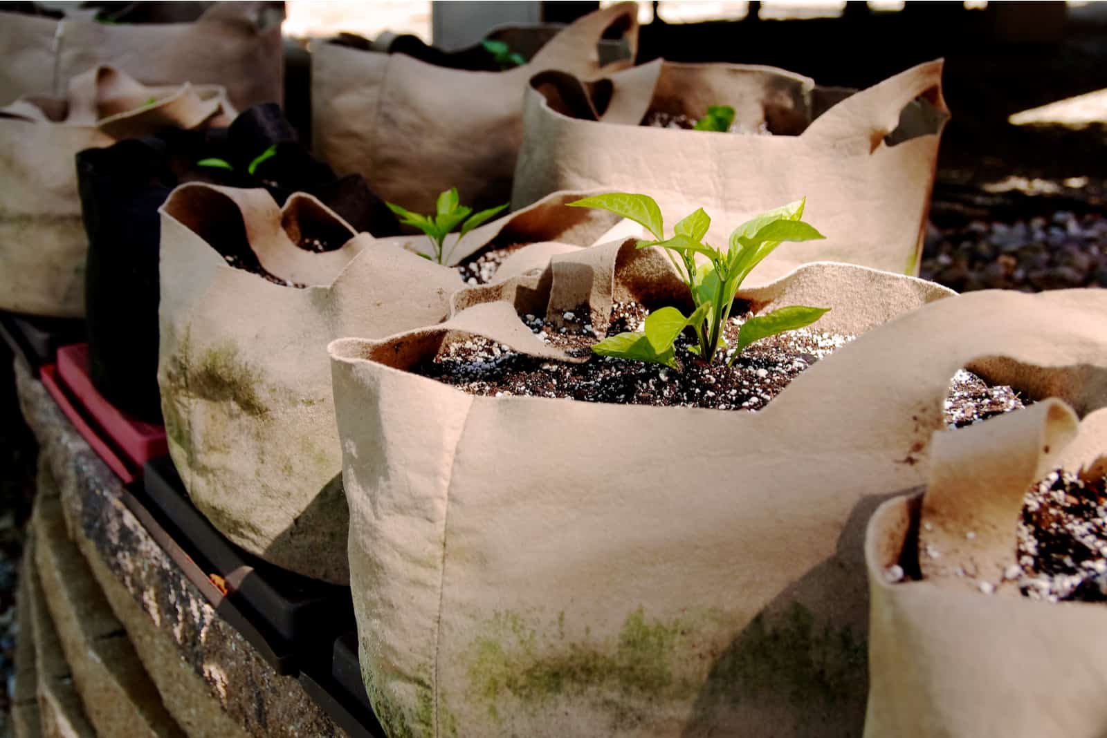 seedling in grow bags