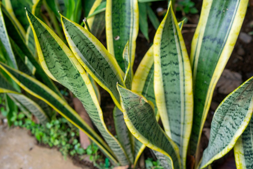 8 Causes Of Snake Plant Leaves Splitting And Solutions