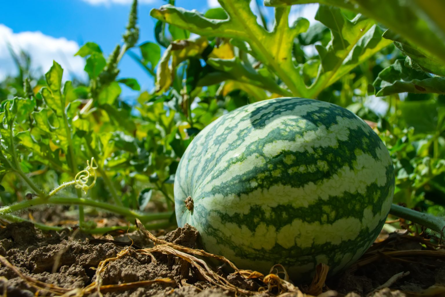 What To Expect During The 9 Different Watermelon Growing Stages