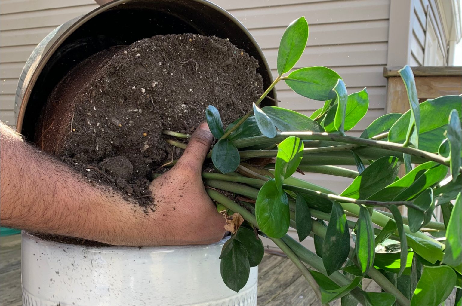 What A ZZ Plant Bulb Is And The Best Ways To Use It