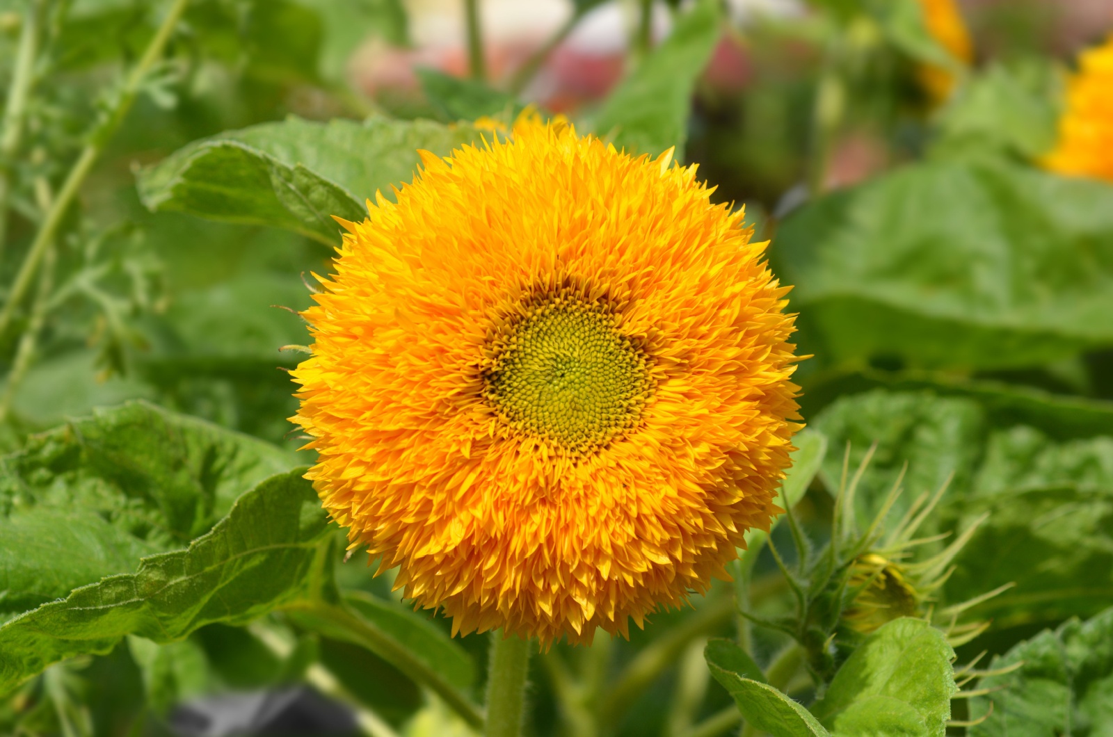 teddy bear sunflower