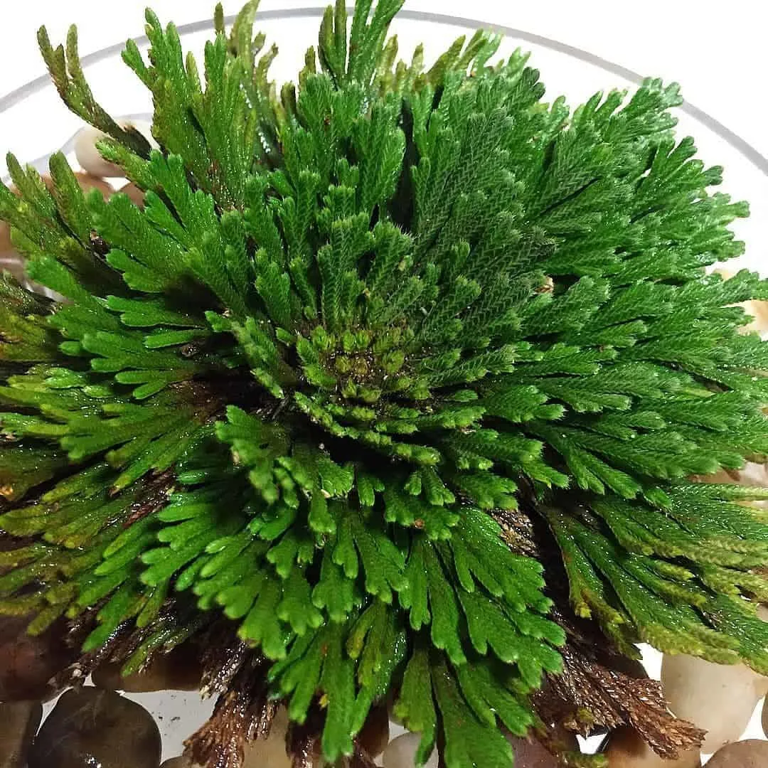 the beautiful blossoming Rose Of Jericho