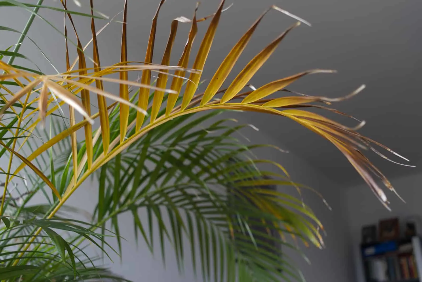 the-causes-of-yellow-palm-leaves-and-how-to-fix-the-problem