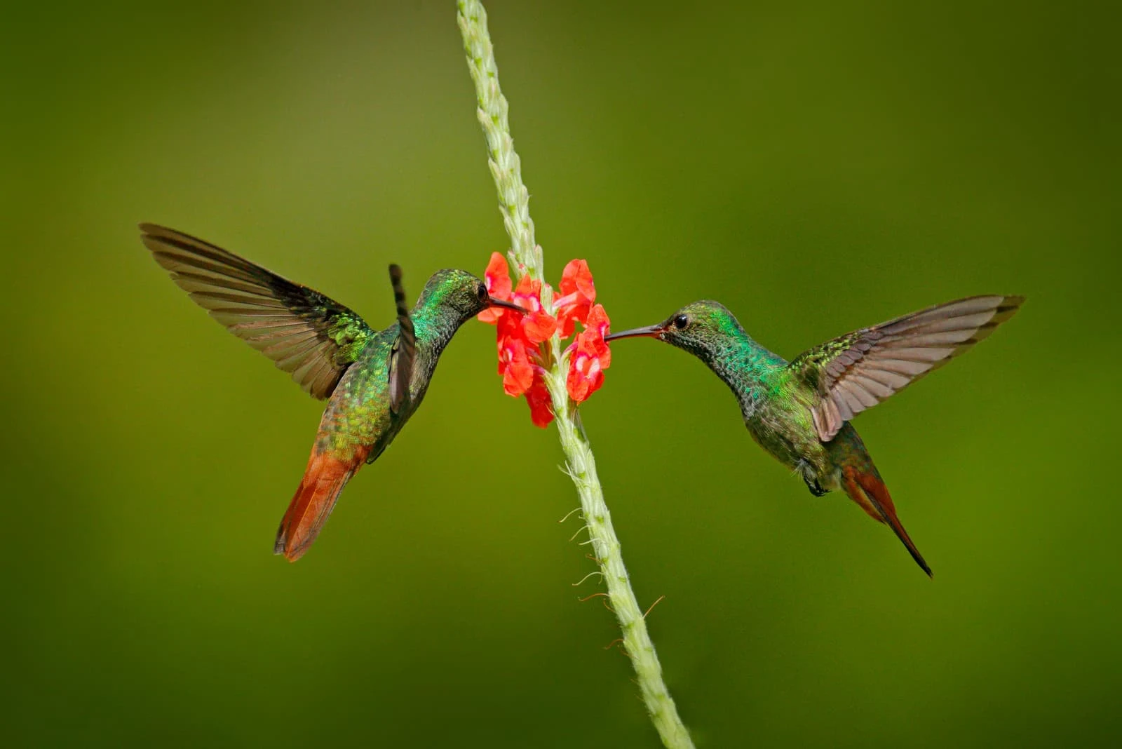 two hummingbirds on the red flower