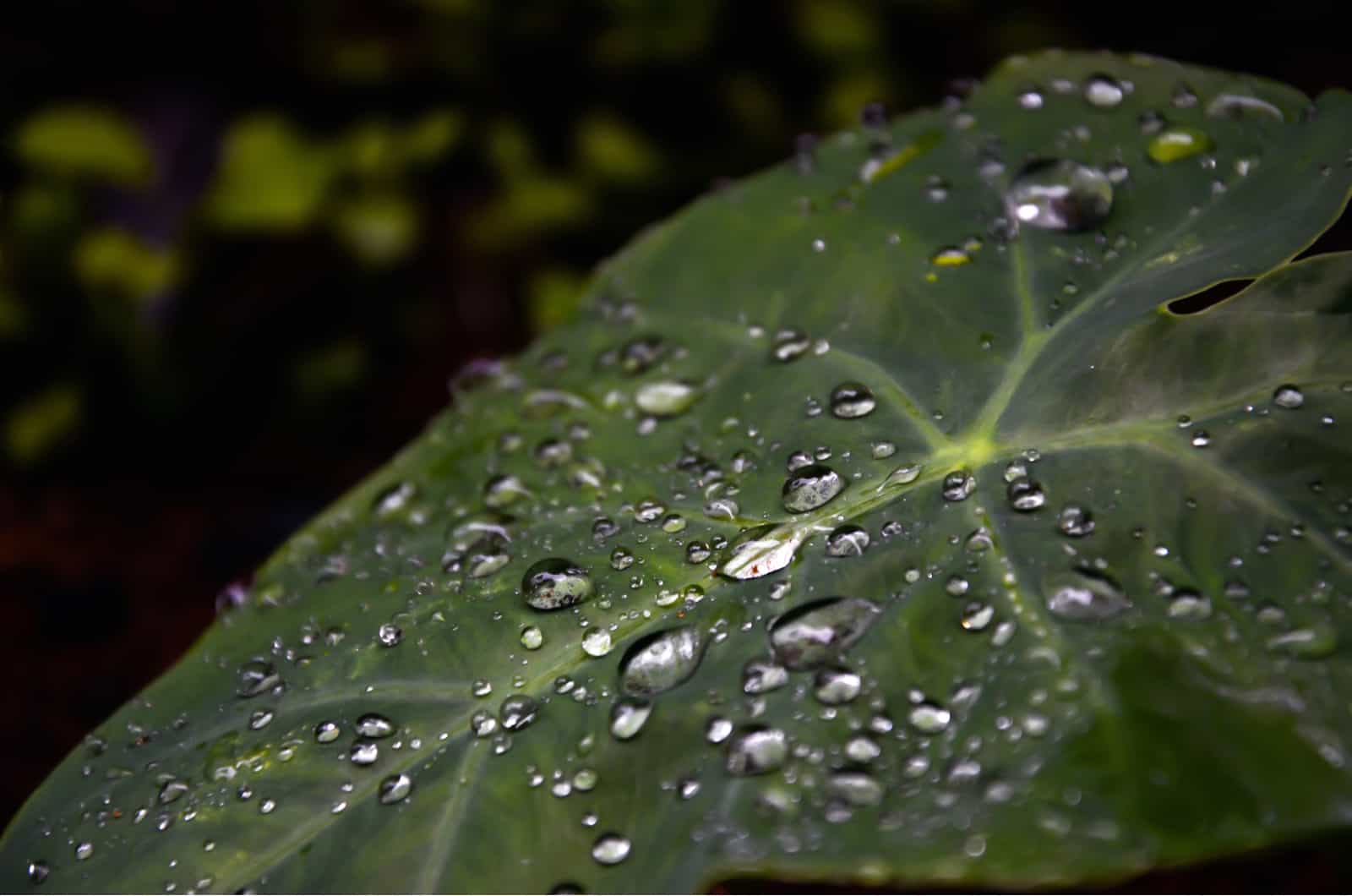 water droplets on an elephant ear plant