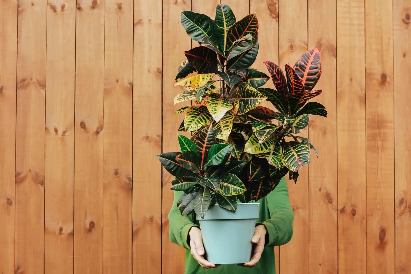 woman holding Croton Plant