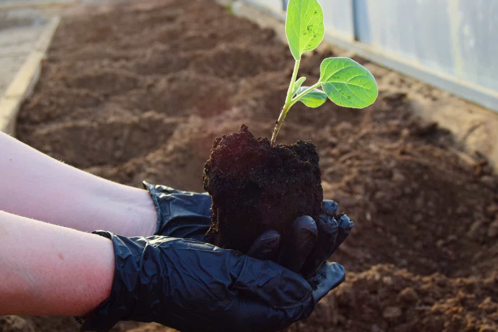 woman planting eggplant