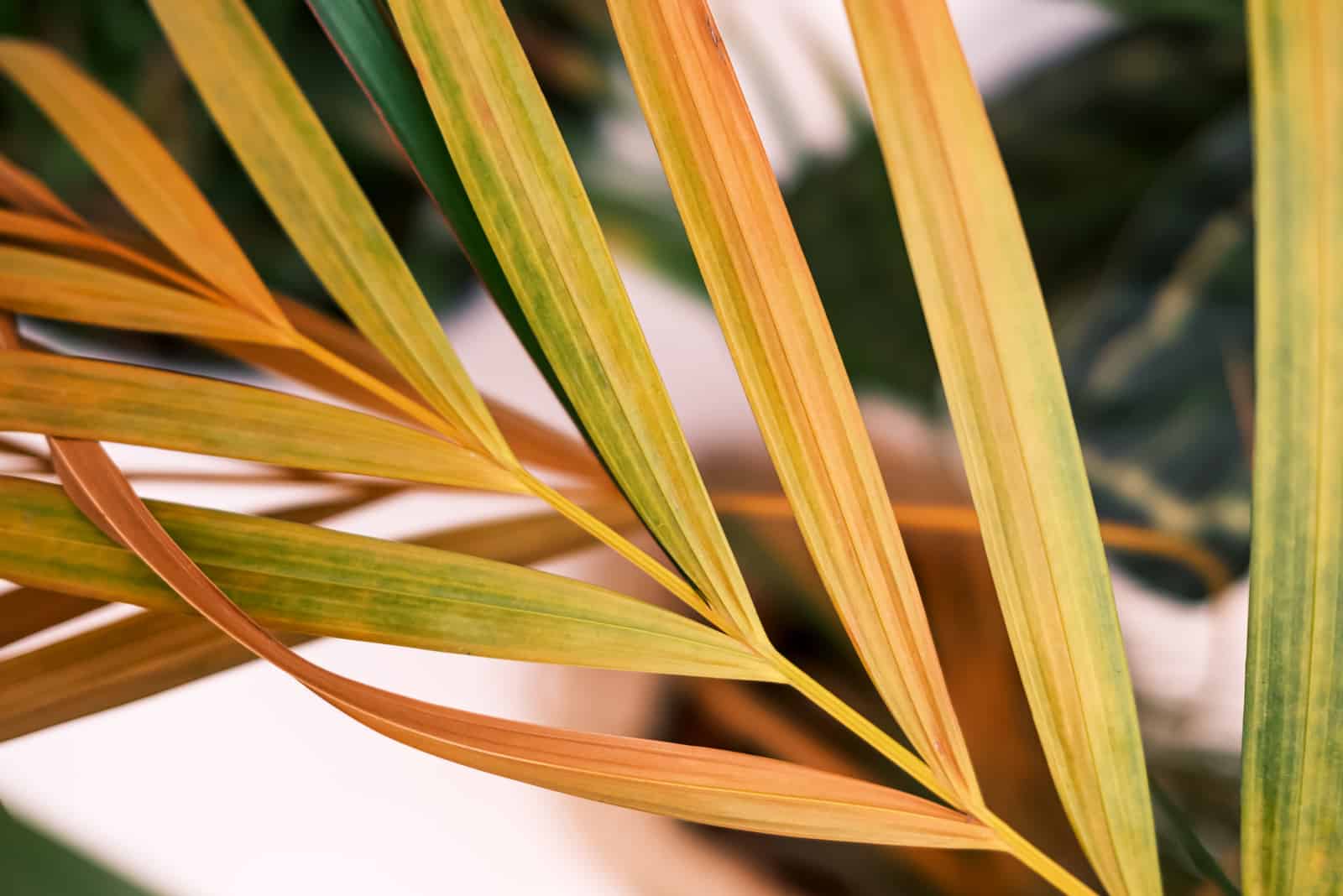 yellow leaves palm