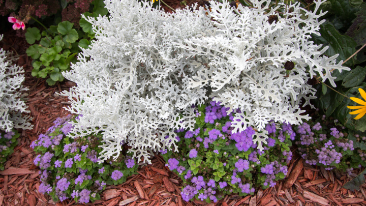 15 Awesome Dusty Miller Companion Plants And How To Grow Them