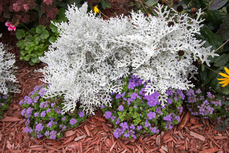 Dusty Miller in the garden
