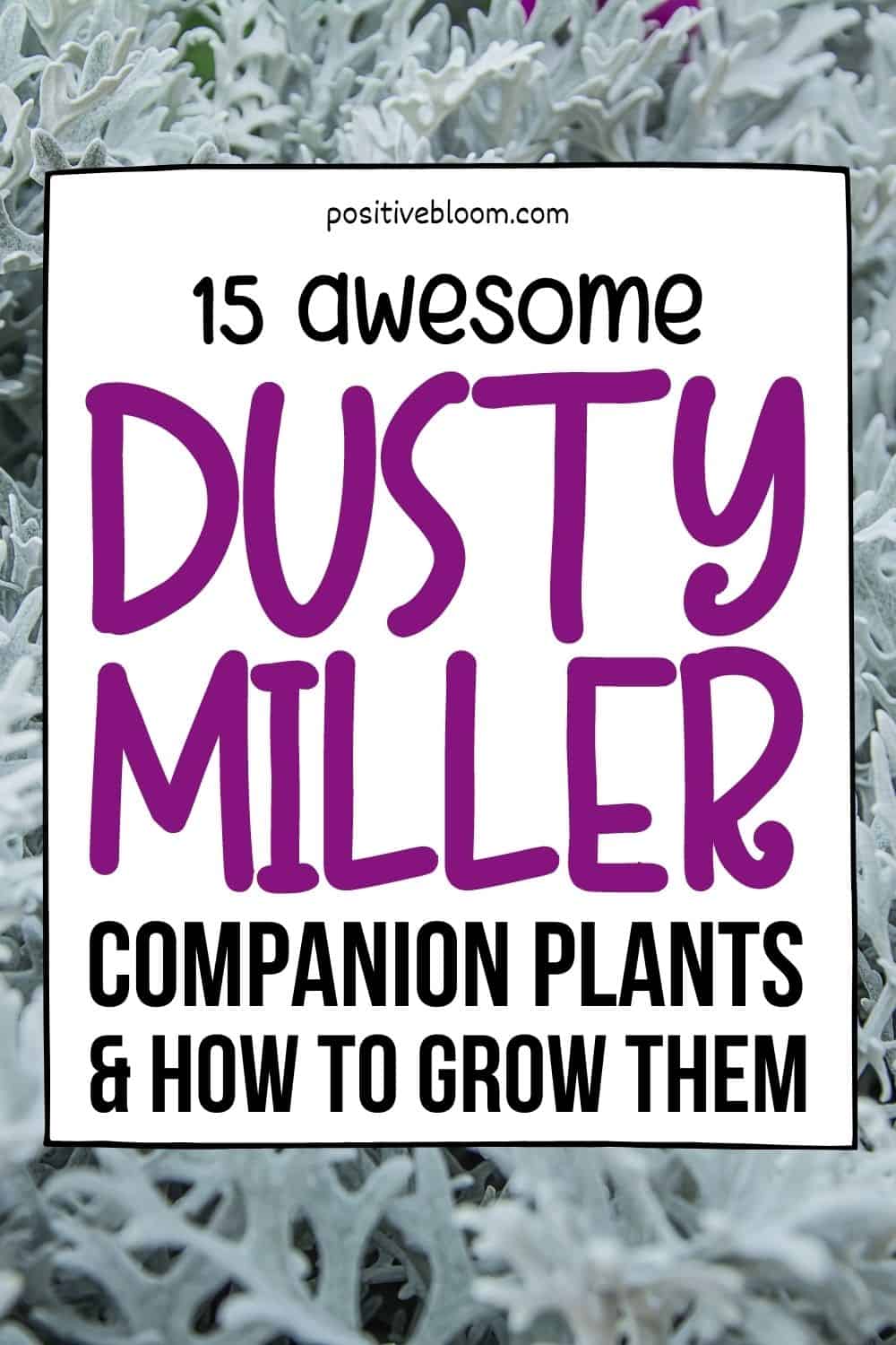 15 Awesome Dusty Miller Companion Plants And How To Grow Them Pinterest