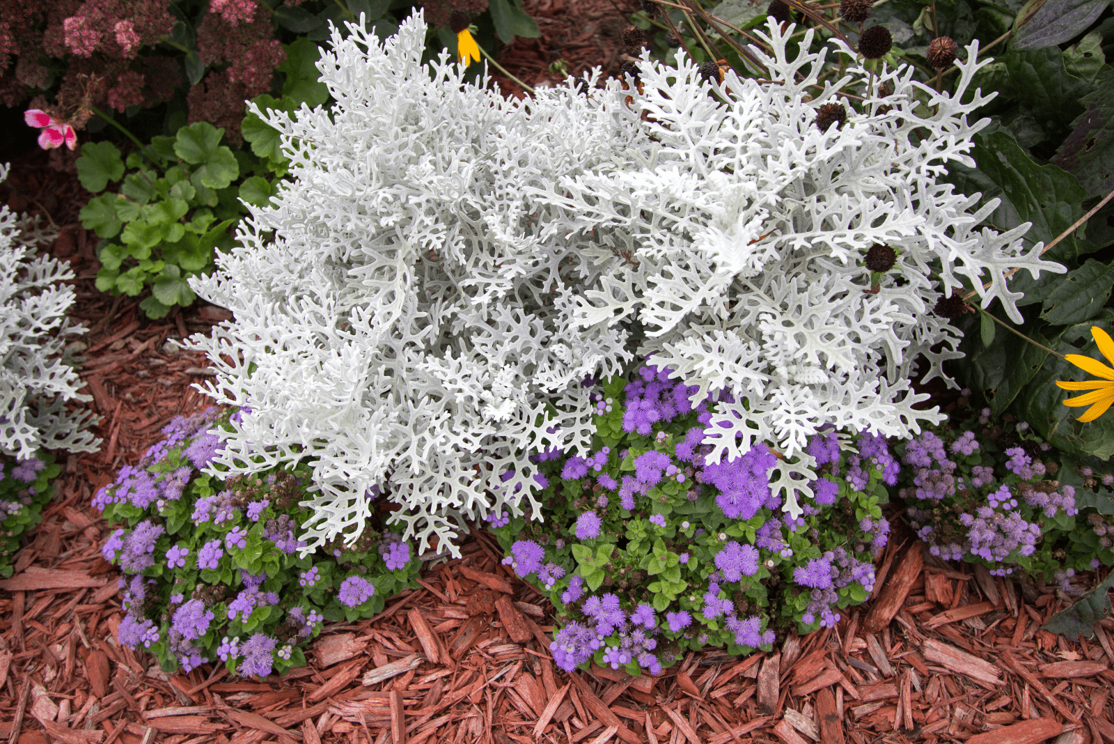 15 Awesome Dusty Miller Companion Plants And How To Grow Them