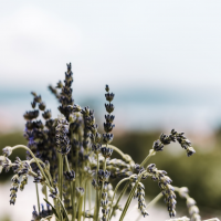 dying Lavender