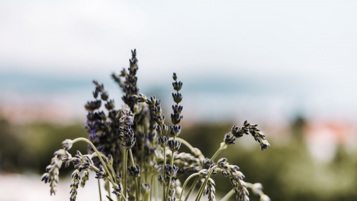 7 Signs Of Overwatered Lavender And What To Do About It