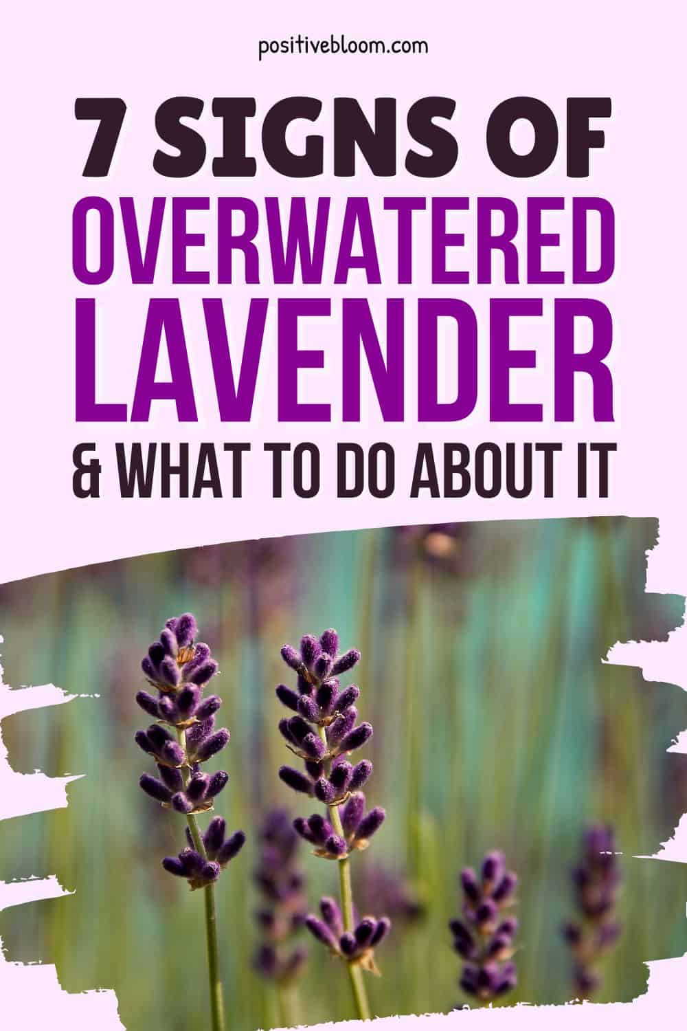 7 Signs Of Overwatered Lavender And What To Do About It Pinterest