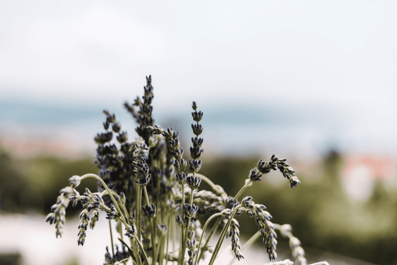 7 Signs Of Overwatered Lavender And What To Do About It