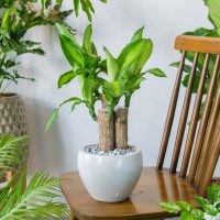 dracaena