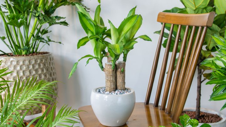 A List Of Plants Similar To Spider Plant (+Growing Tips)