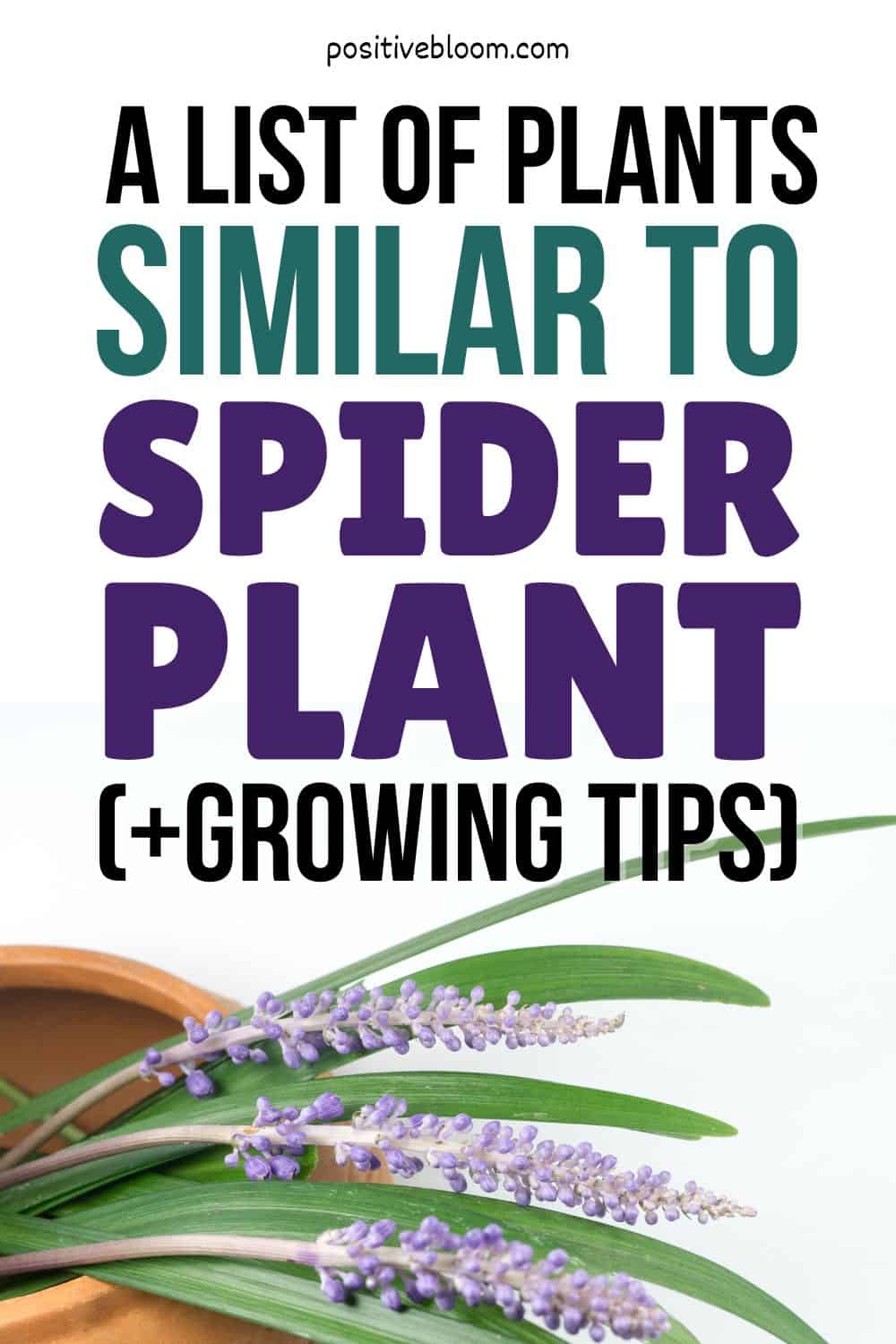A List Of Plants Similar To Spider Plant (+Growing Tips) Pinterest