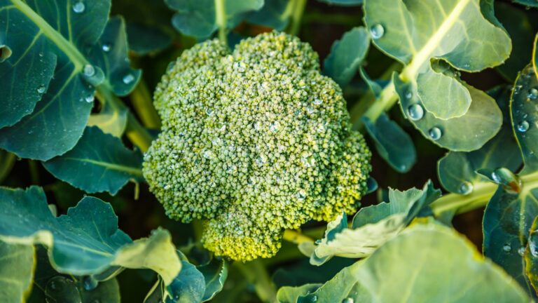 broccoli in garden