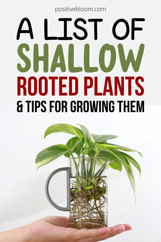 A List Of Shallow Rooted Plants And Tips For Growing Them