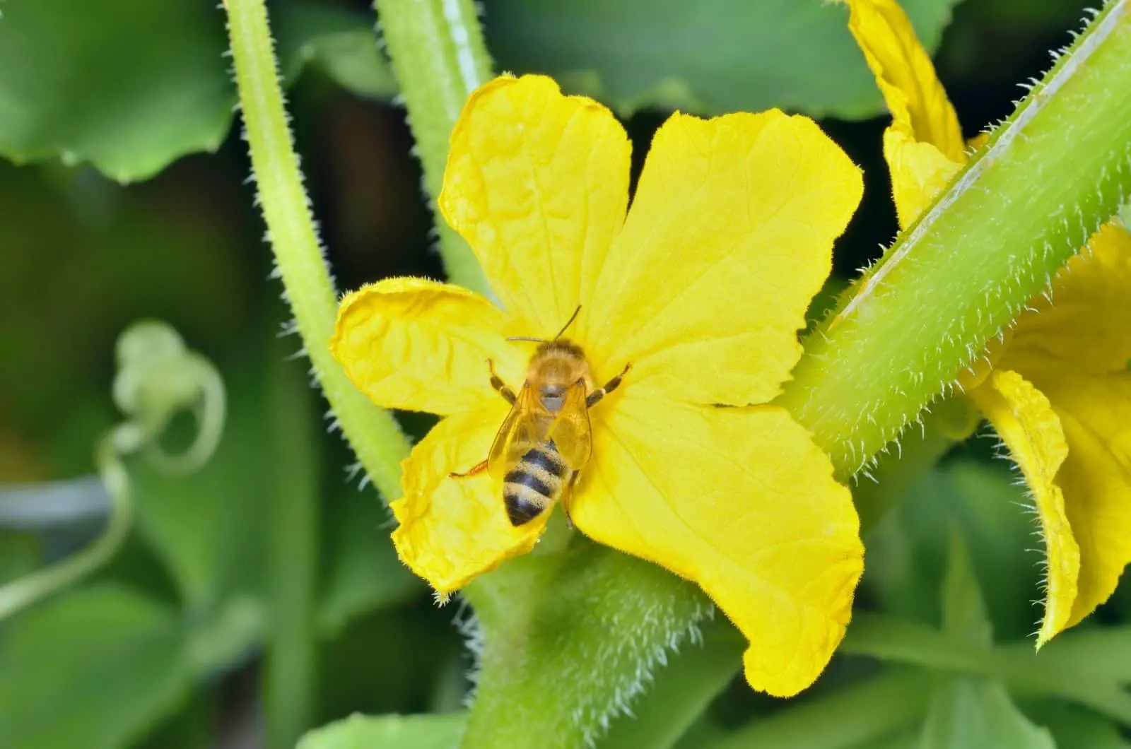 A close up of the bee on flower of cucumber
