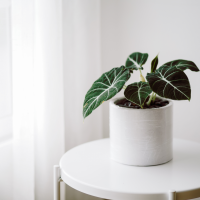 Alocasia Black Velvet in a white vase on the table