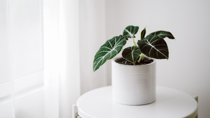 Alocasia Black Velvet Care: Everything You Need To Know