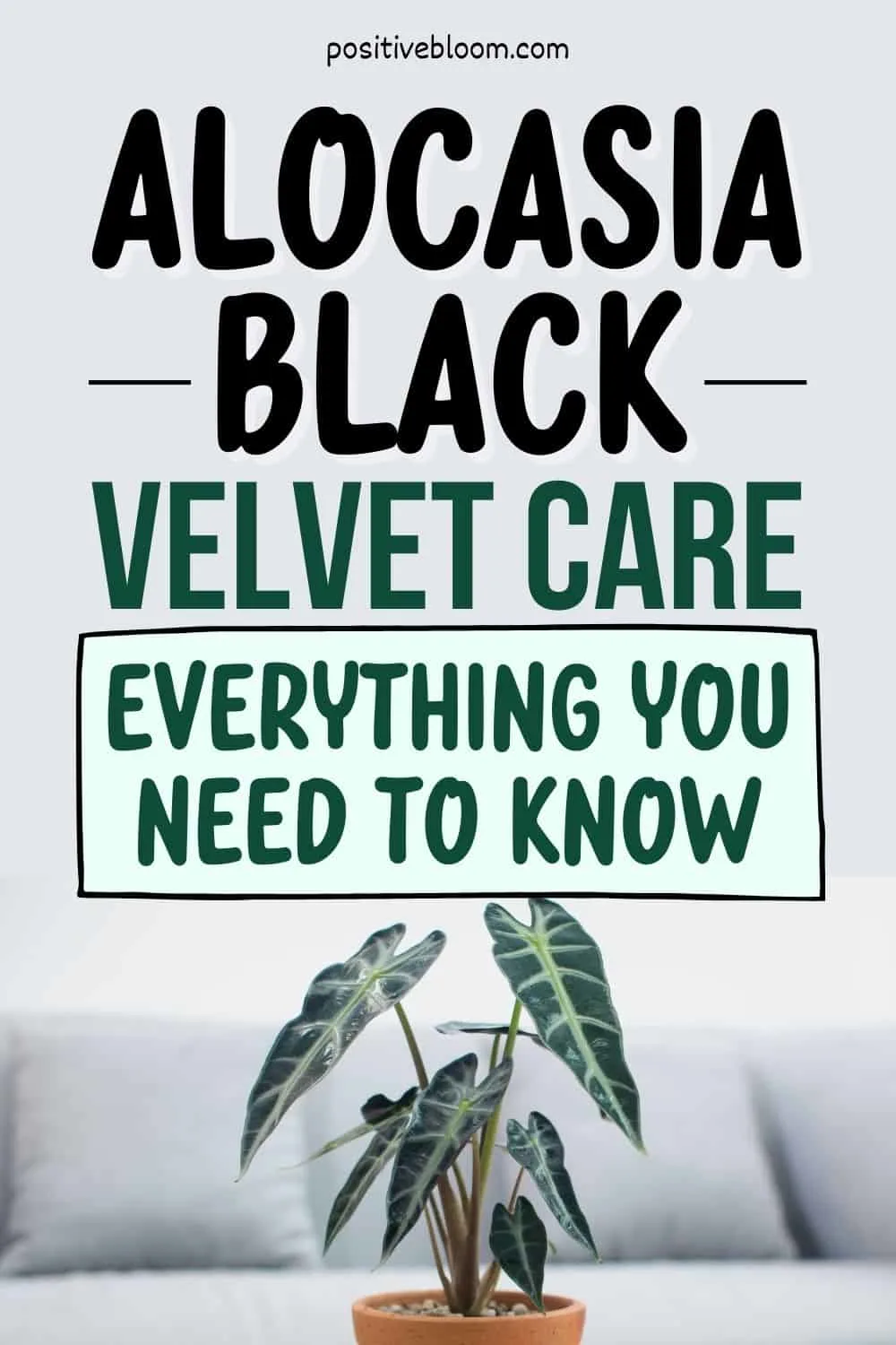 Alocasia Black Velvet Care Everything You Need To Know Pinterest