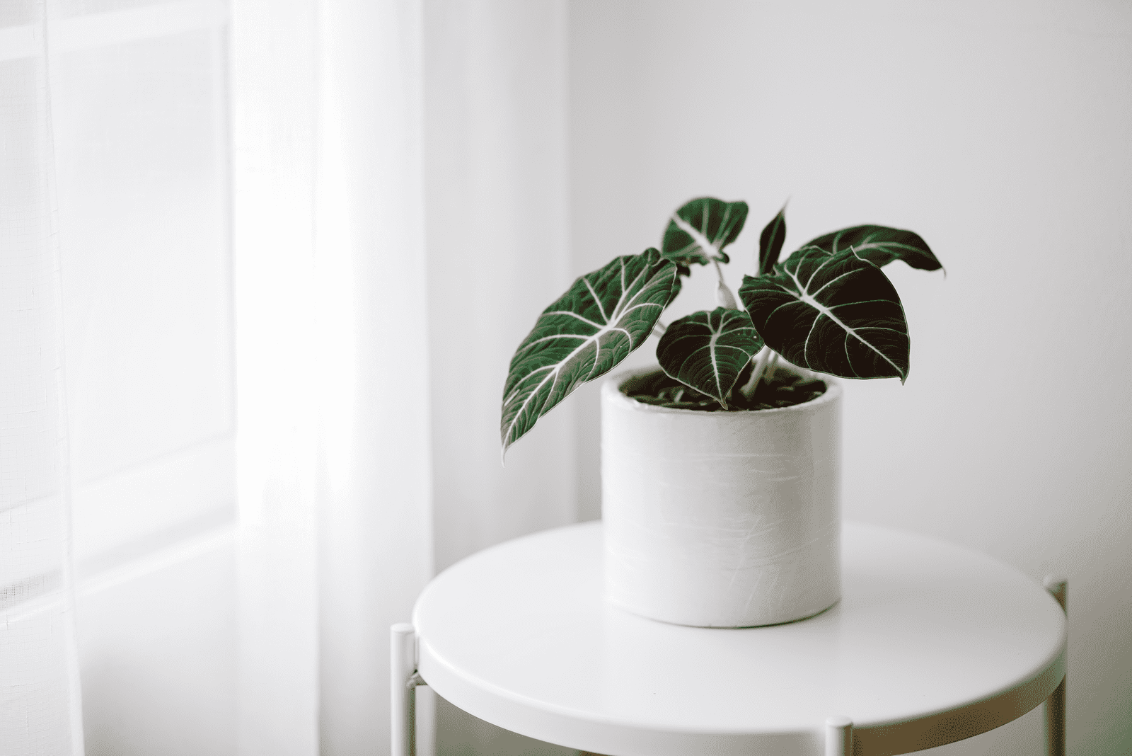 Alocasia Black Velvet Care: Everything You Need To Know