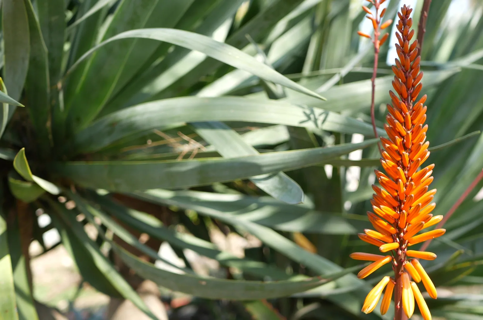 Aloe Ferox in nature
