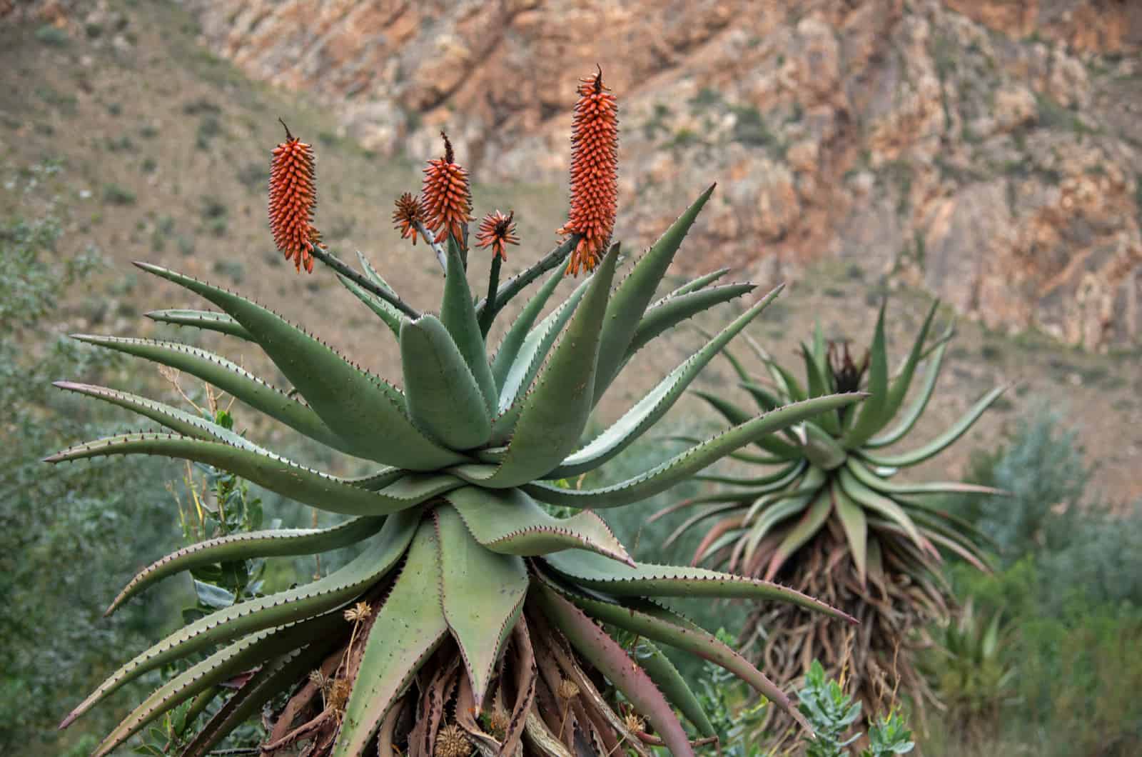 Aloe Ferox outside in nature