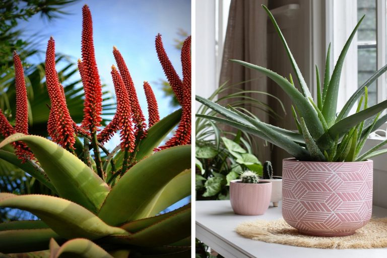 Aloe Ferox and Aloe Vera