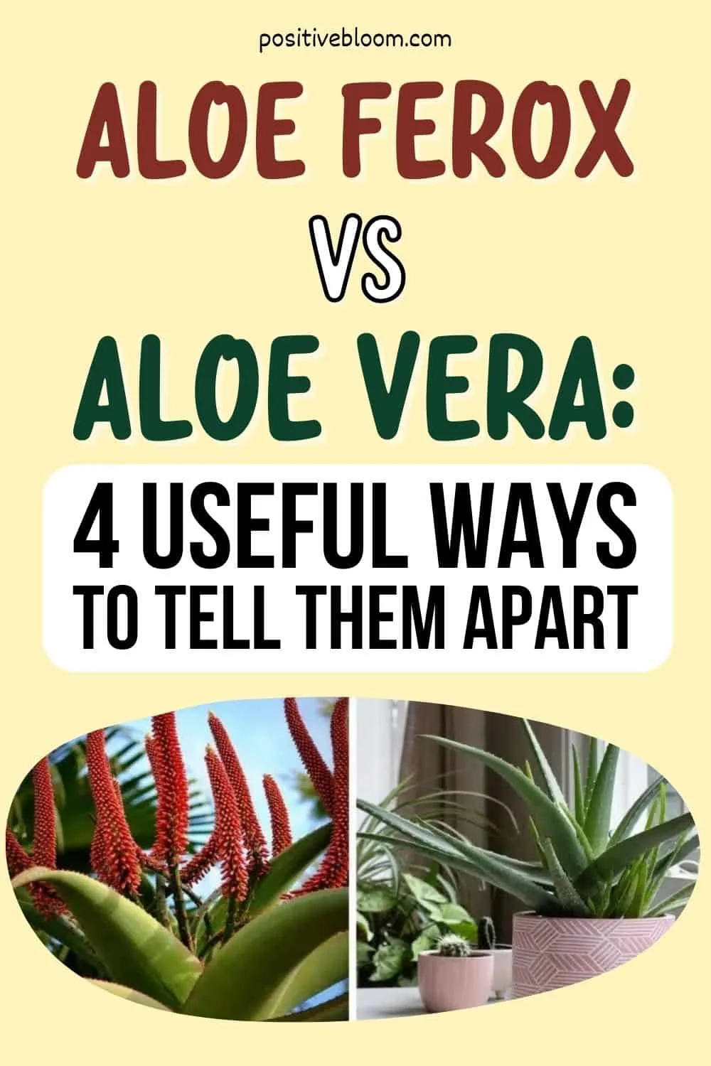 Aloe Ferox vs Aloe Vera 4 Useful Ways To Tell Them Apart Pinterest