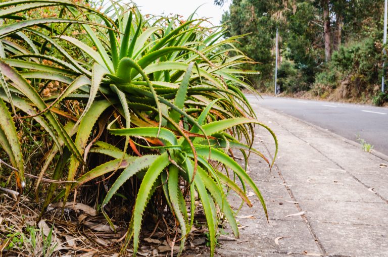 Aloe Vera with twisted leaves