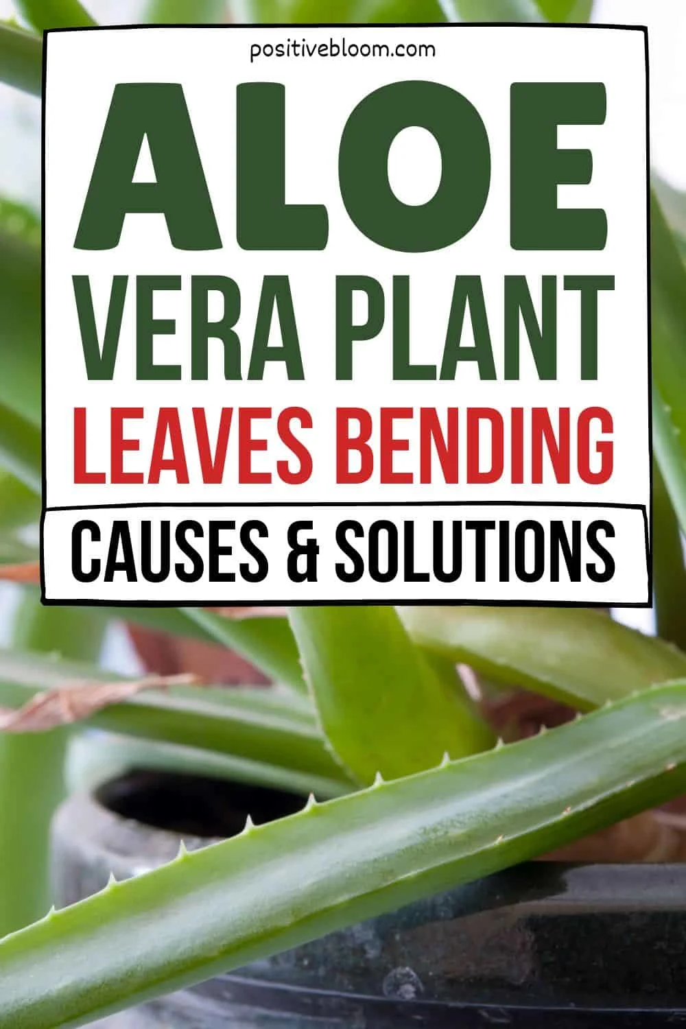 Aloe Vera Plant Leaves Bending Causes & Solutions Pinterest