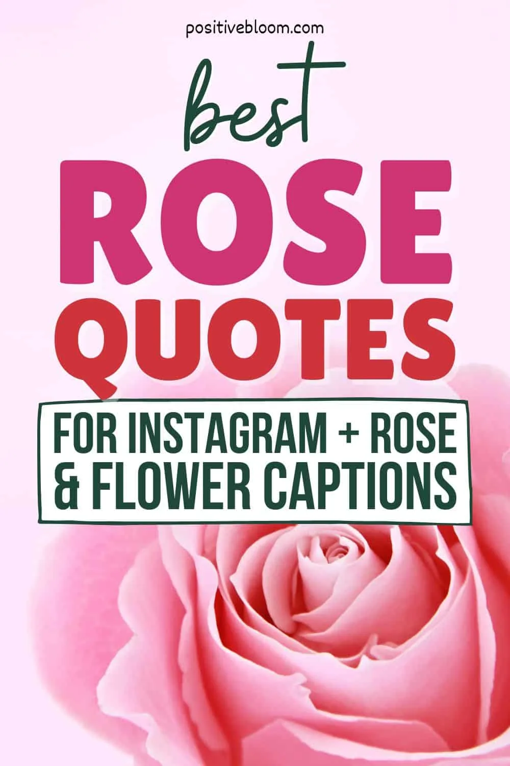 Best Rose Quotes For Instagram + Rose And Flower Captions Pinterest