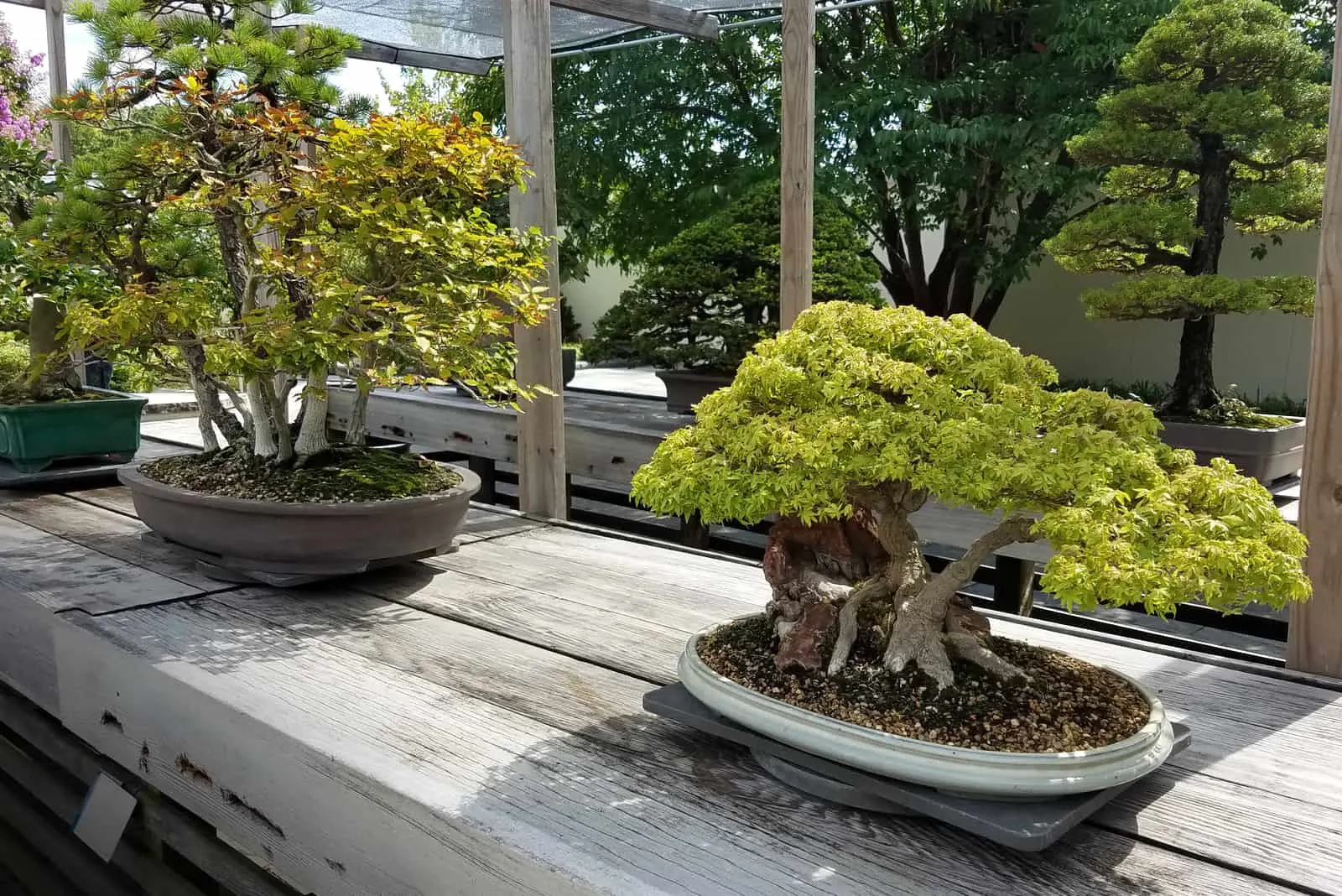 Bonsai and Penjing landscape with miniature trees in trays