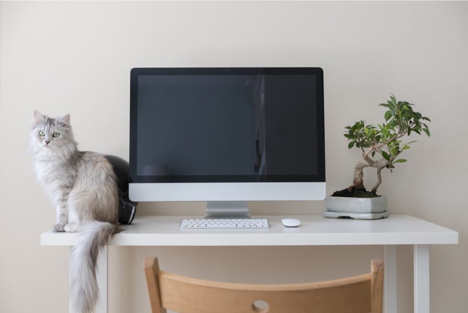 Is Bonsai Toxic To Cats? The Definitive Answer