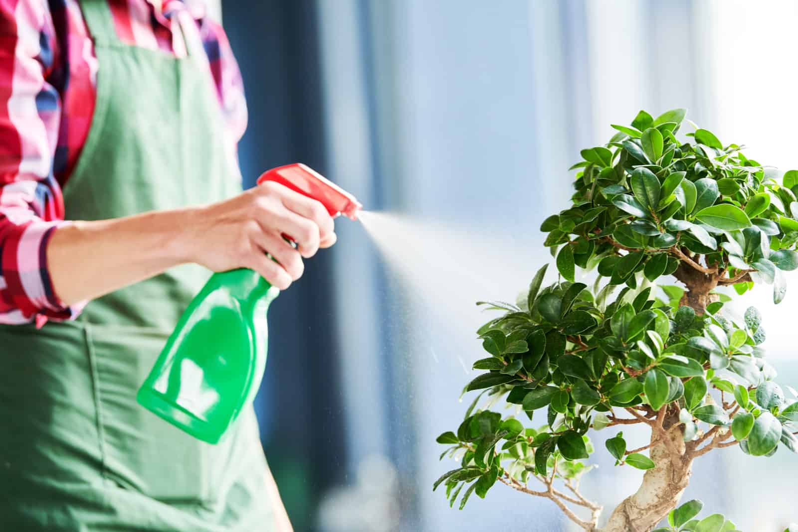 Bonsai care and watering small tree