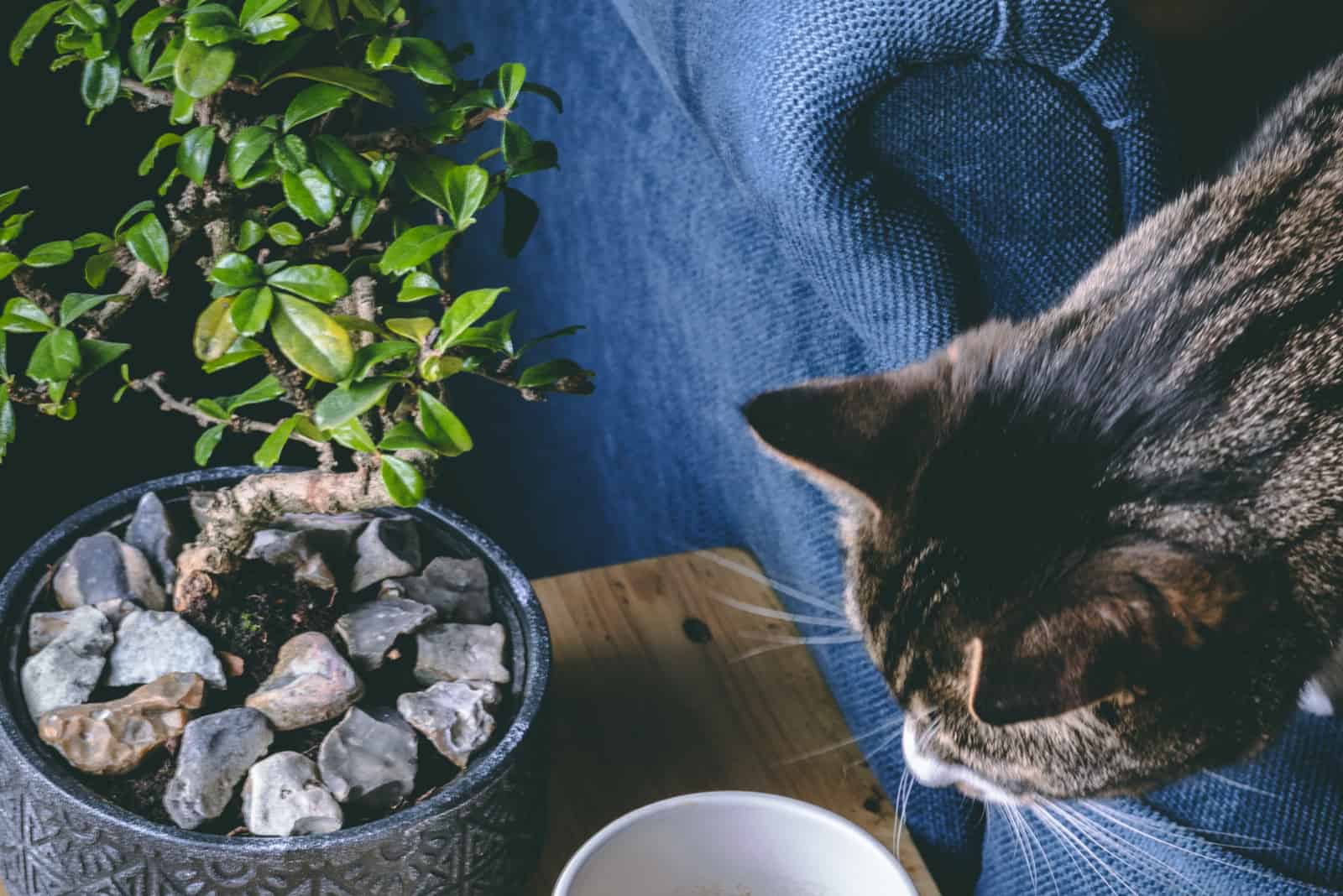 Bonsai, cup and cat