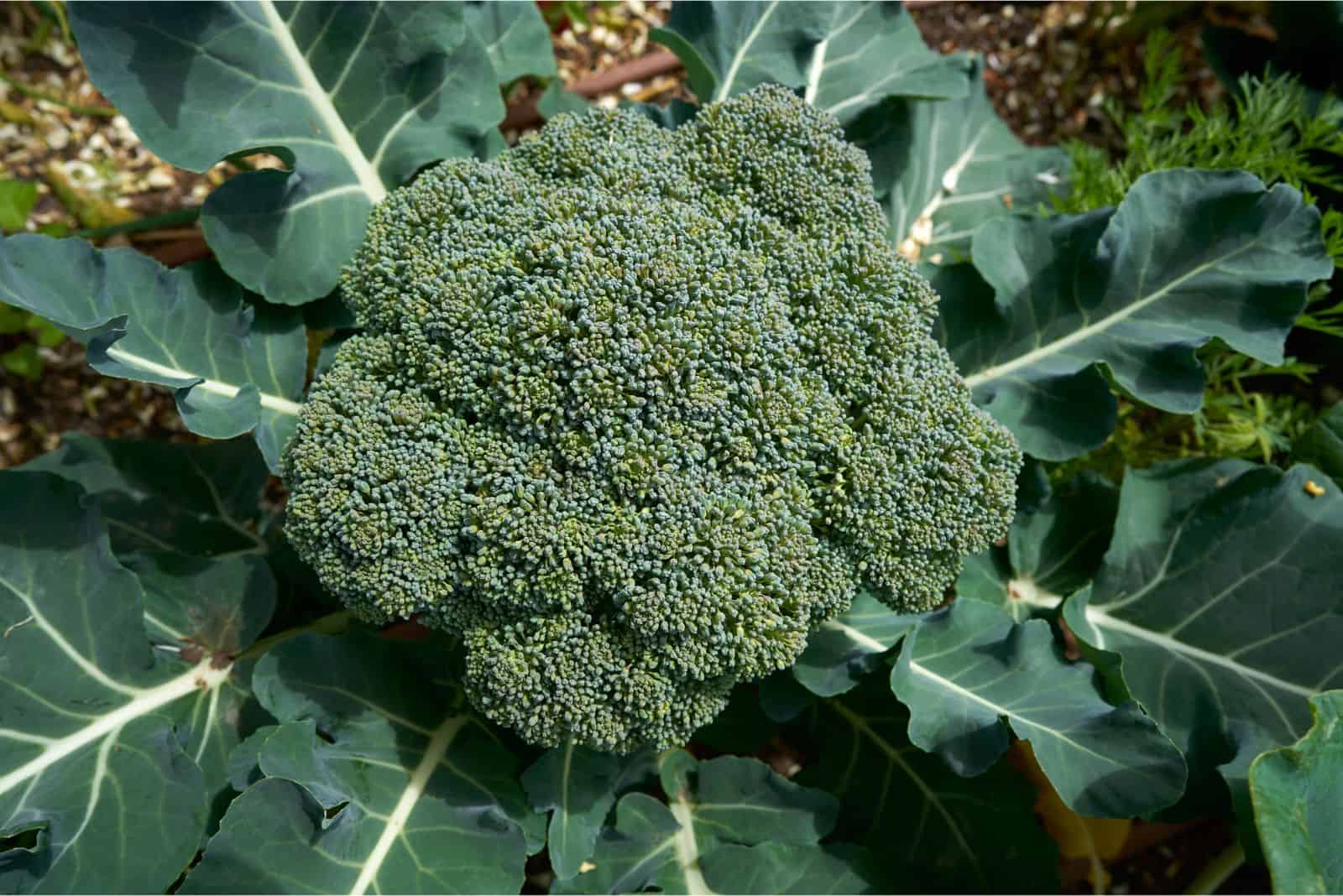 Broccoli Plant in Garden