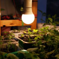 Grow Lights and plants on table