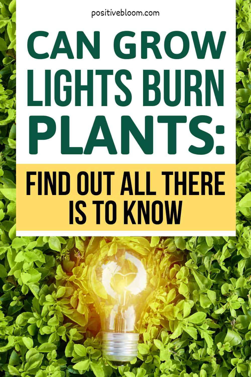 Can Grow Lights Burn Plants Find Out All There Is To Know Pinterest
