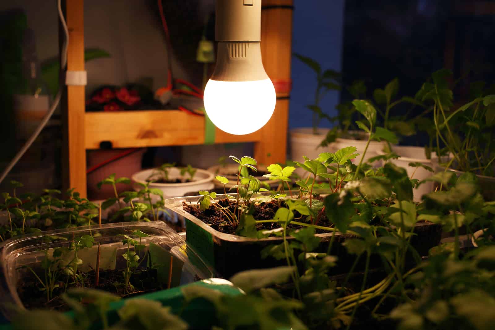 Can Grow Lights Burn Plants: Find Out All There Is To Know