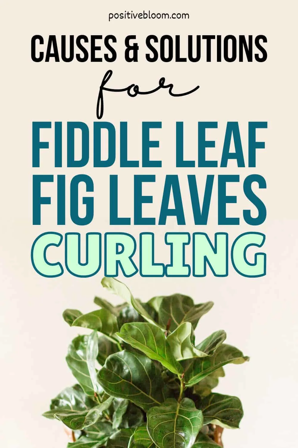 Causes And Solutions For Fiddle Leaf Fig Leaves Curling Pinterest