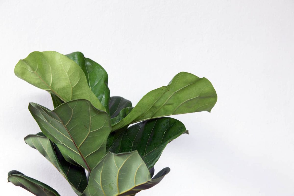 Causes And Solutions For Fiddle Leaf Fig Leaves Curling