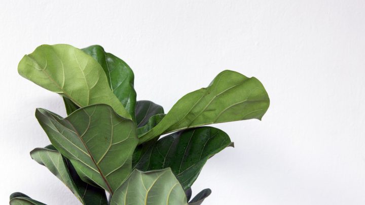 Causes And Solutions For Fiddle Leaf Fig Leaves Curling